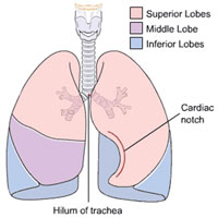 Anotomy of Lungs