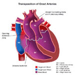 Anatomy of a heart with 
