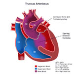 Anatomy of a heart with 